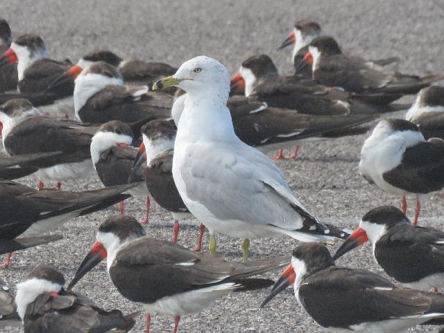 Ring-billed Gull - ML144354311