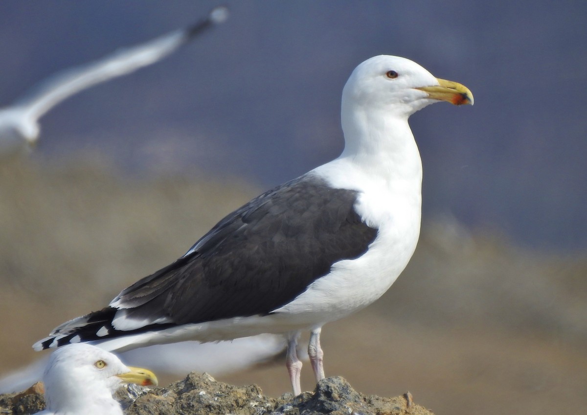 Great Black-backed Gull - Kent Miller