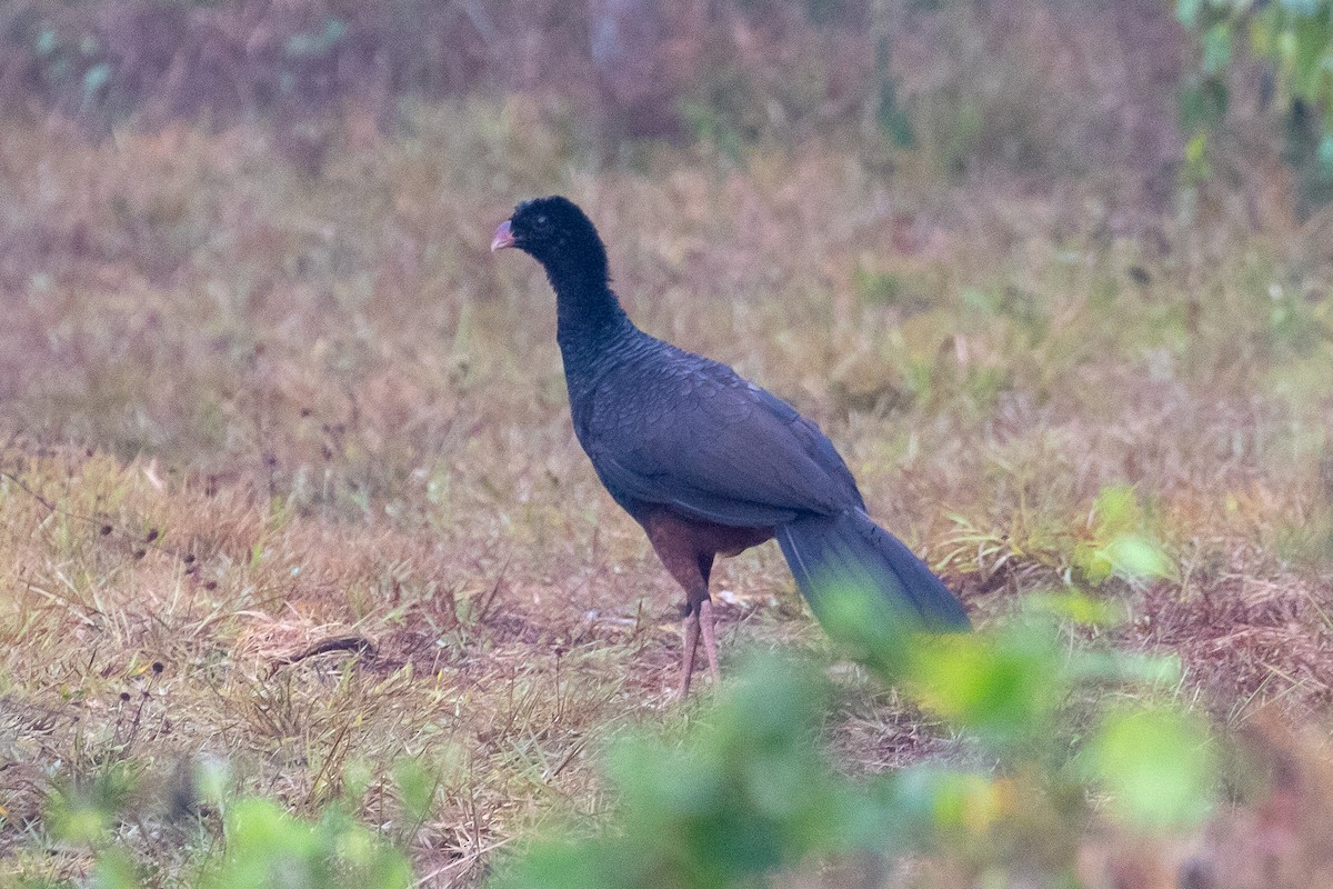 Crestless Curassow - Ken Chamberlain