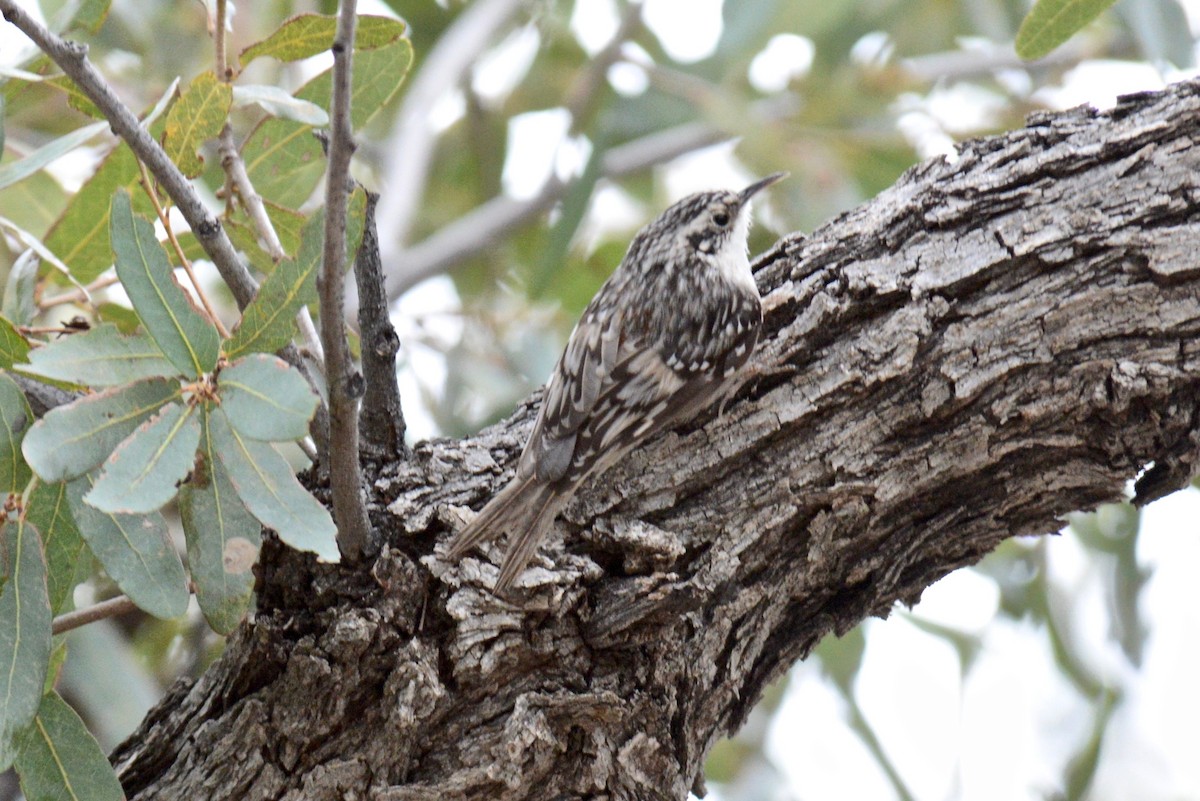 Brown Creeper - ML144359461