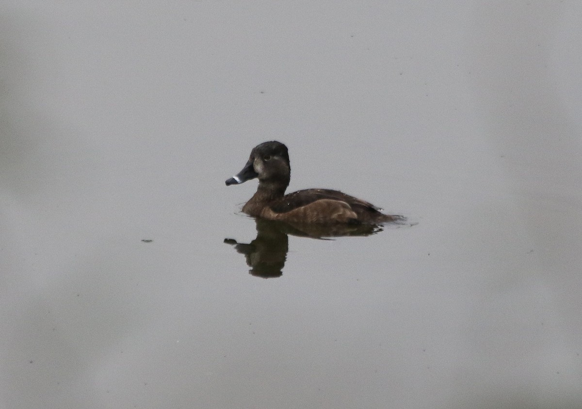 Ring-necked Duck - ML144359741