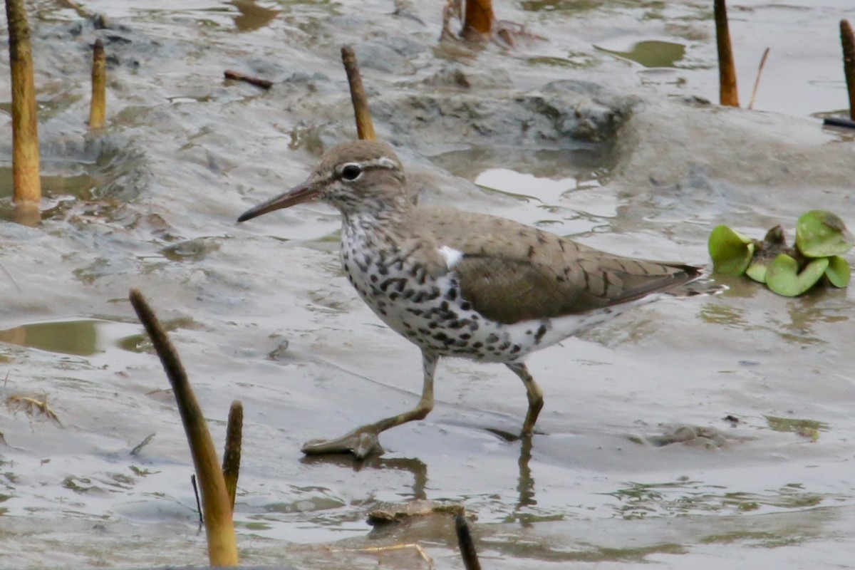 Spotted Sandpiper - ML144360191