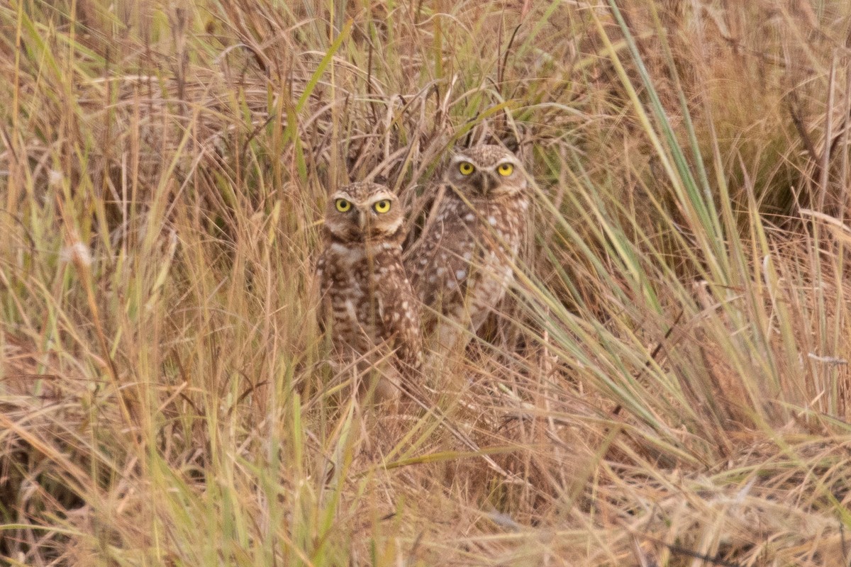 Burrowing Owl - ML144362371