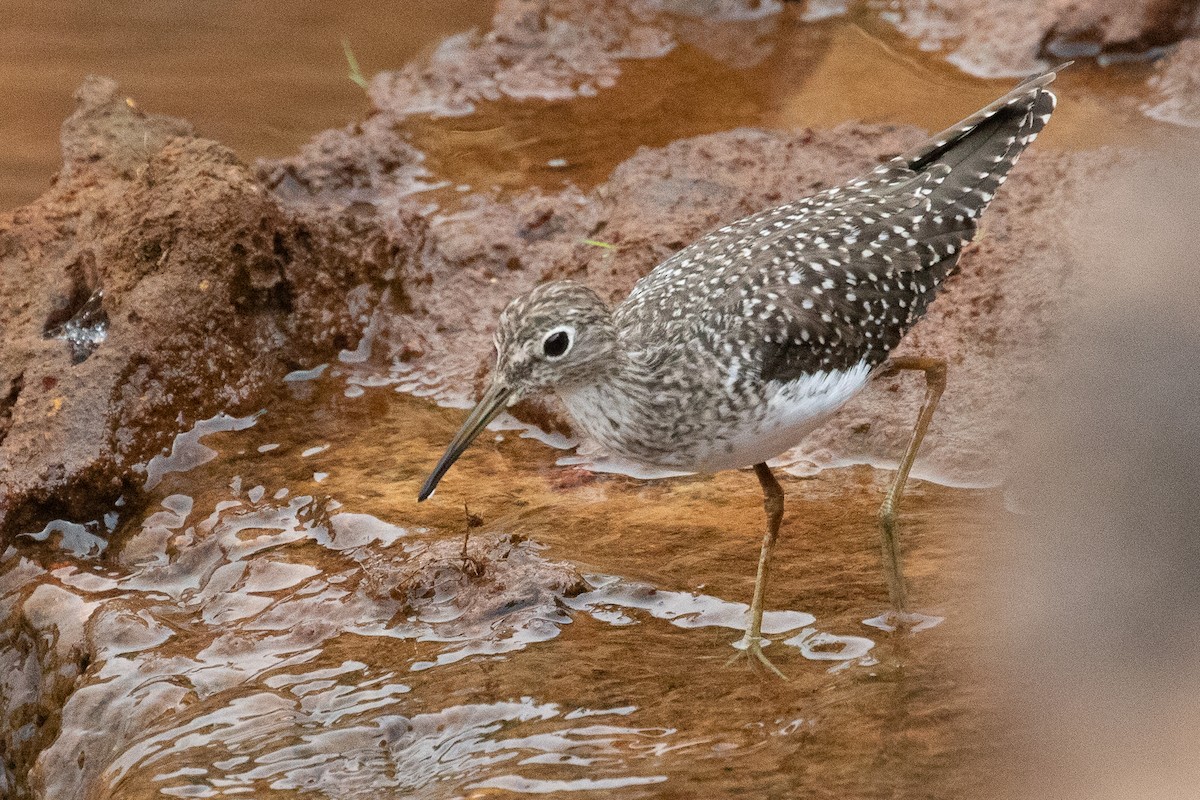 Solitary Sandpiper - ML144362841