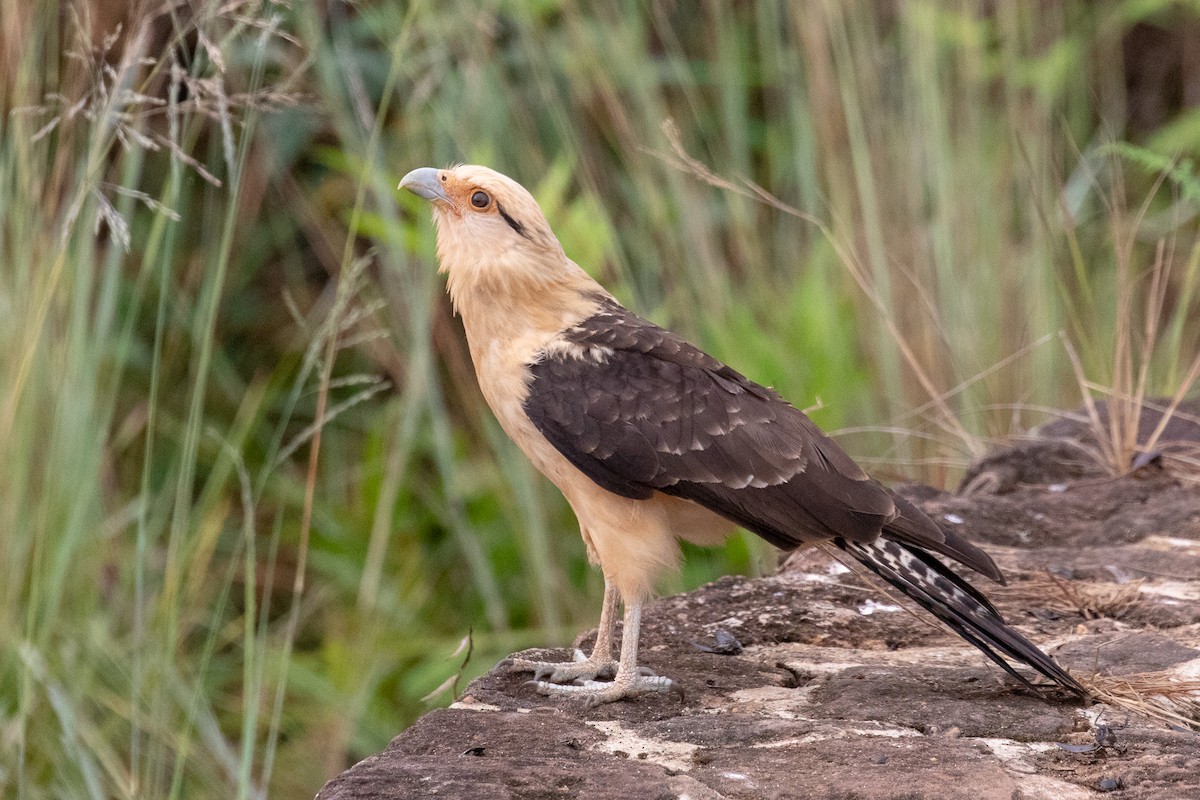 Caracara à tête jaune - ML144362871