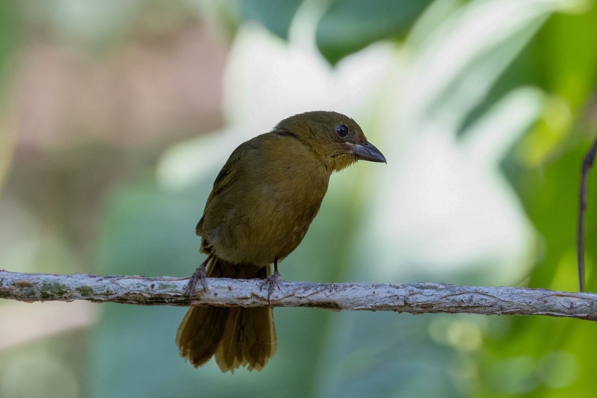 Red-crowned Ant-Tanager - kenneth reyes