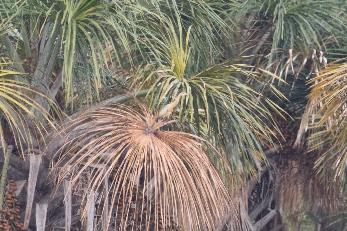 Whistling Heron - ML144363981