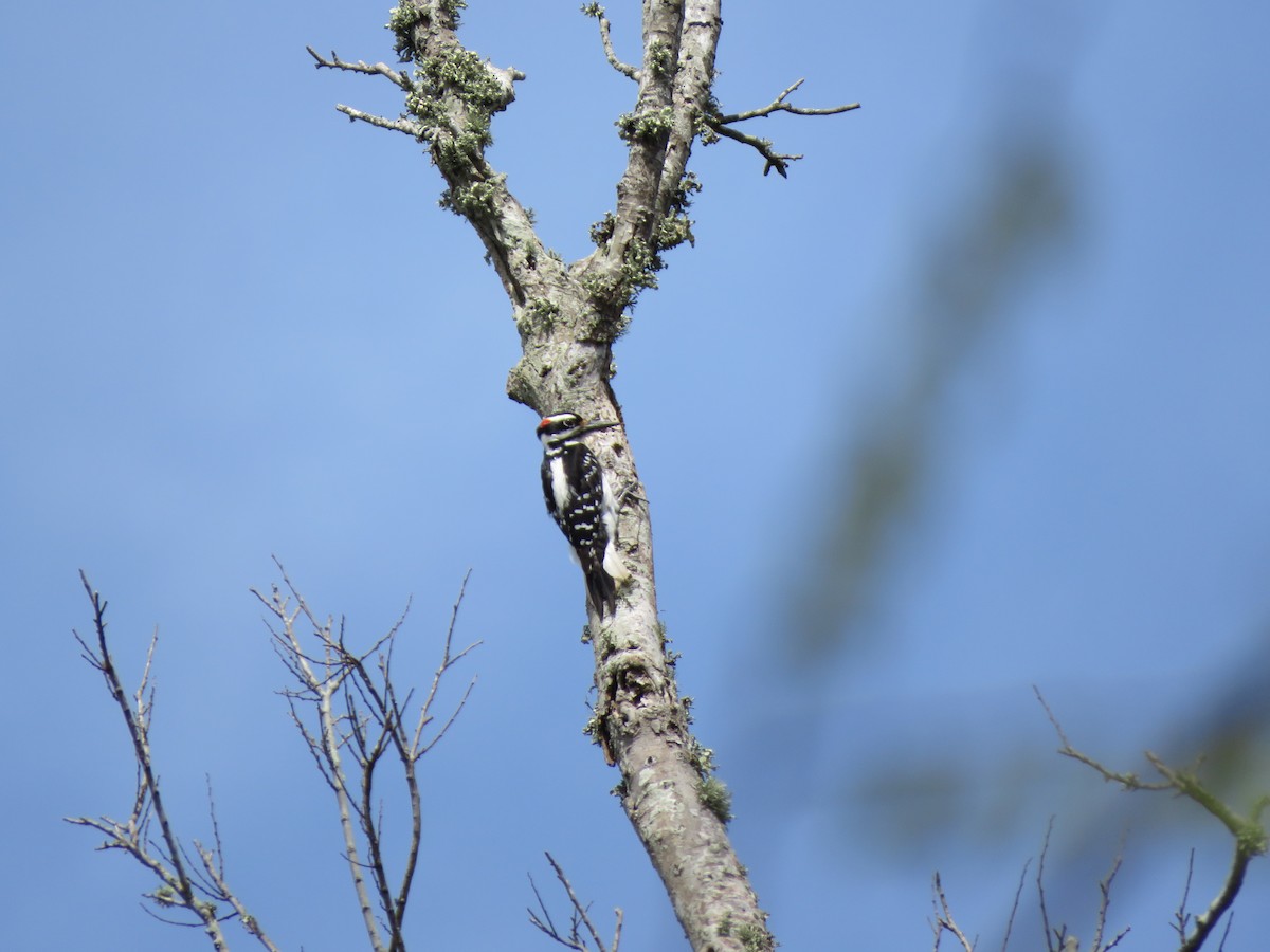 Hairy Woodpecker - ML144364441