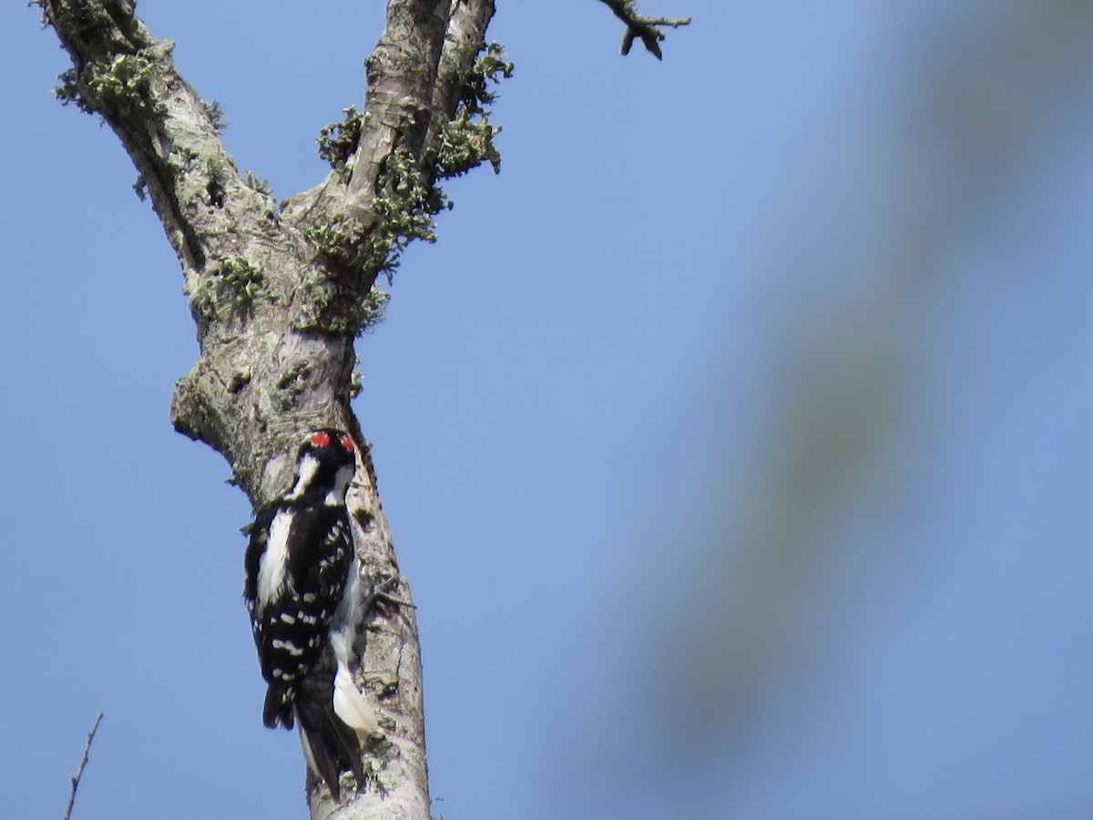 Hairy Woodpecker - ML144364521