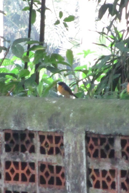 Javan Blue Flycatcher - ML144364631