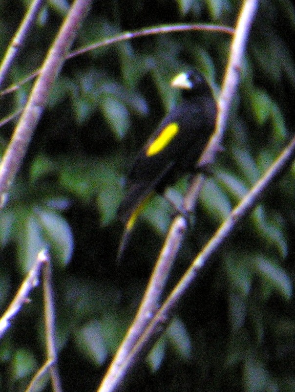 Yellow-rumped Cacique (Amazonian) - ML144365241