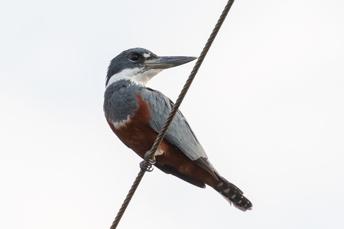 Ringed Kingfisher - ML144367561