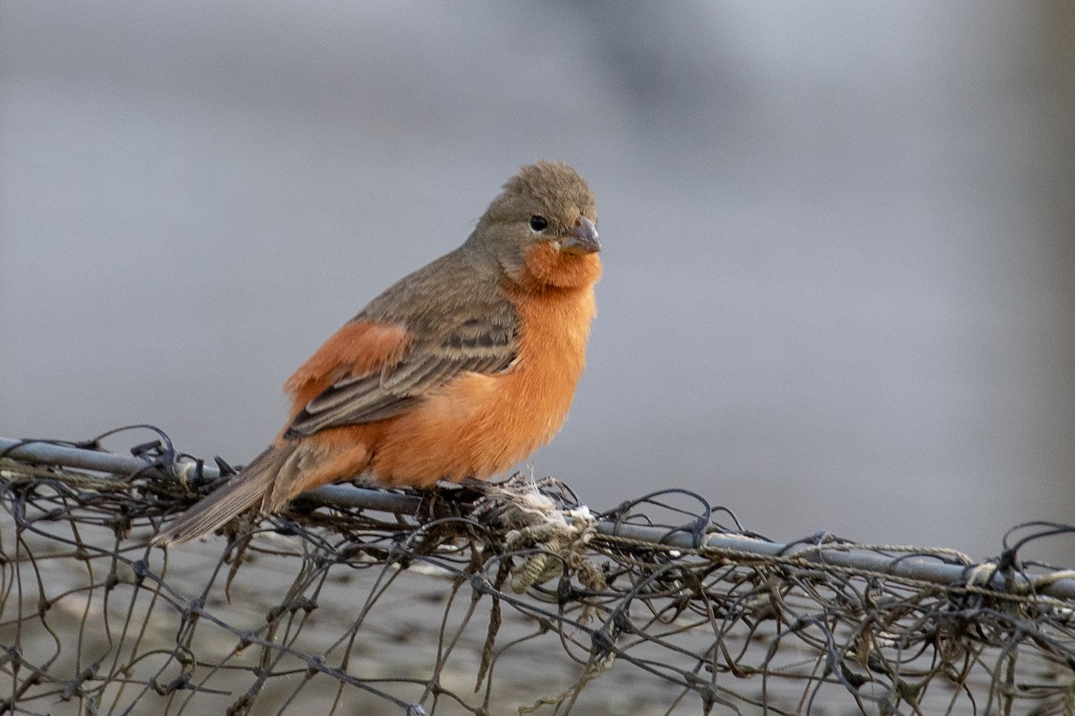 Ruddy-breasted Seedeater - ML144367651