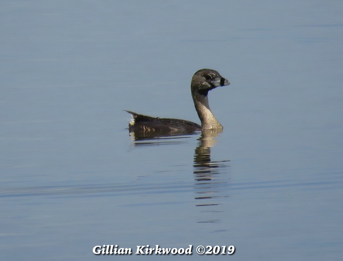 Pied-billed Grebe - ML144368321