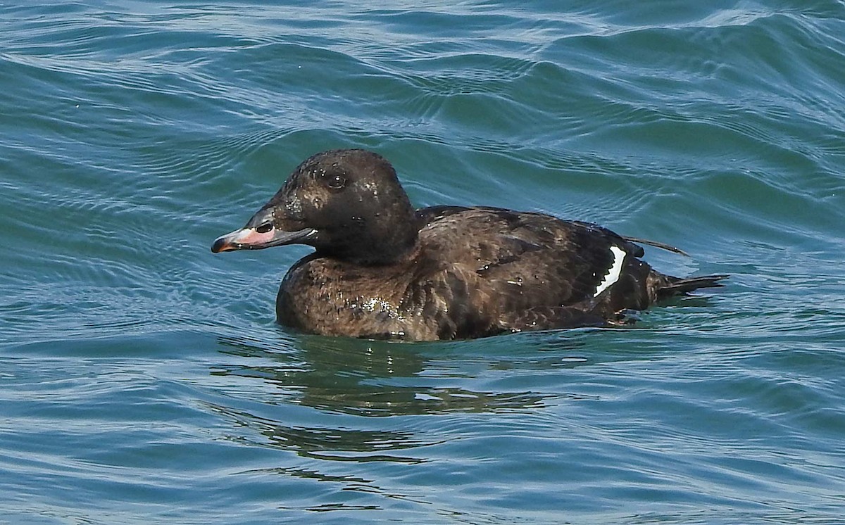 White-winged Scoter - Jean Iron