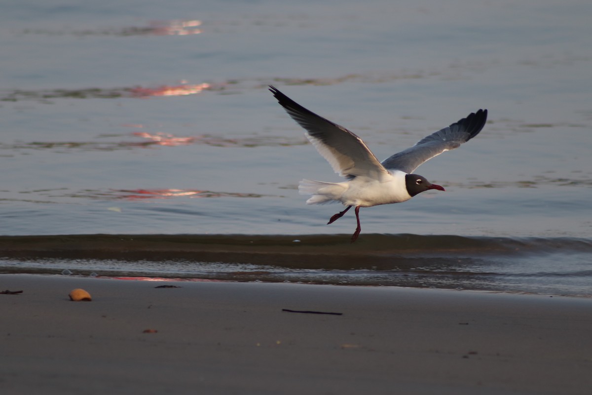 Laughing Gull - ML144368971