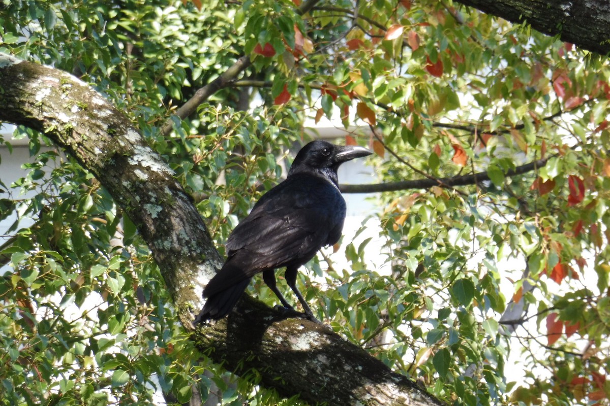 Large-billed Crow - ML144369431