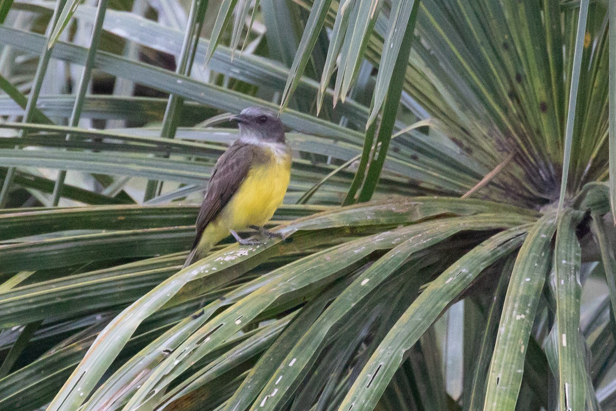 Sulphury Flycatcher - ML144369891