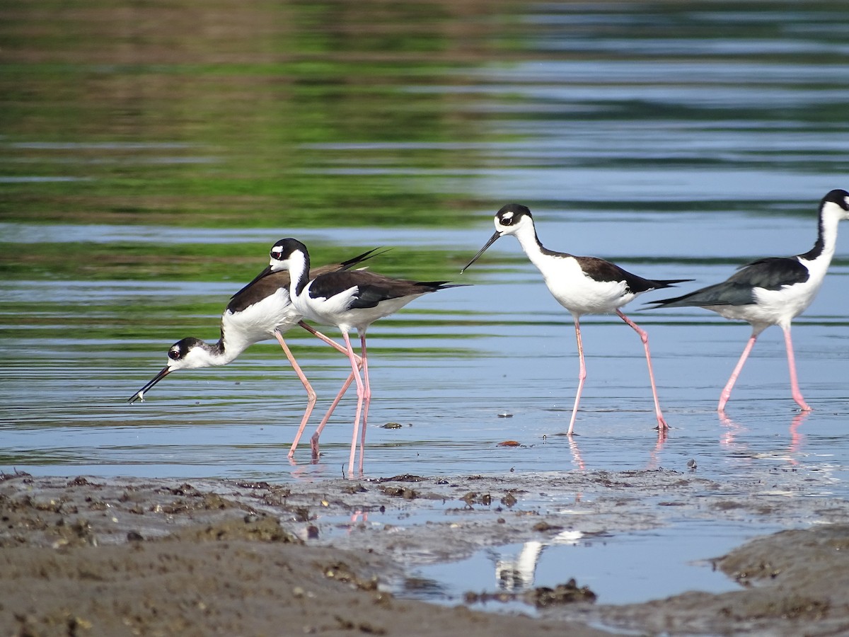 Black-necked Stilt - Mauricio Mazariegos Becerra