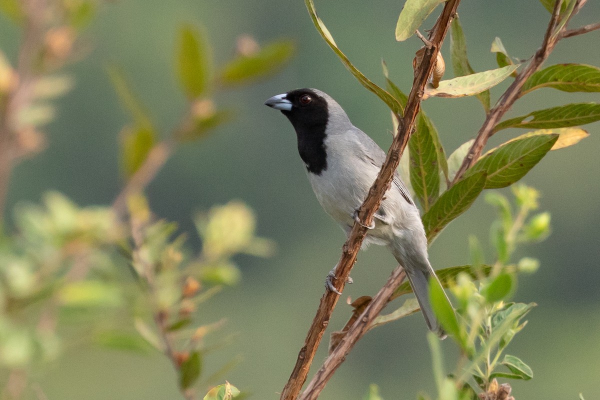 Black-faced Tanager - ML144370471