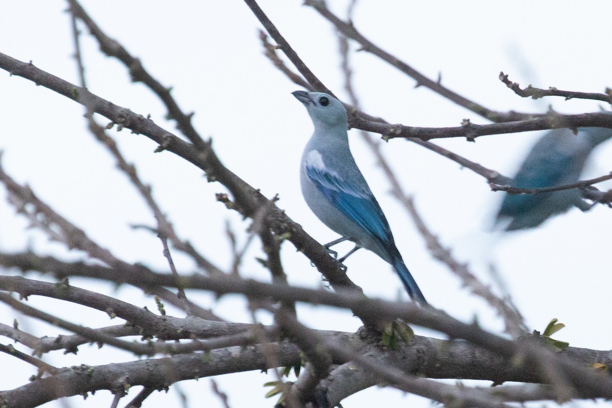 Blue-gray Tanager - ML144372491