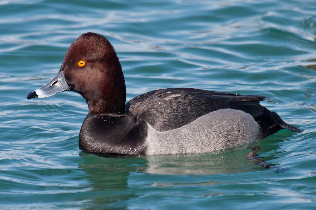 Redhead x Ring-necked Duck (hybrid) - Mike Bouman