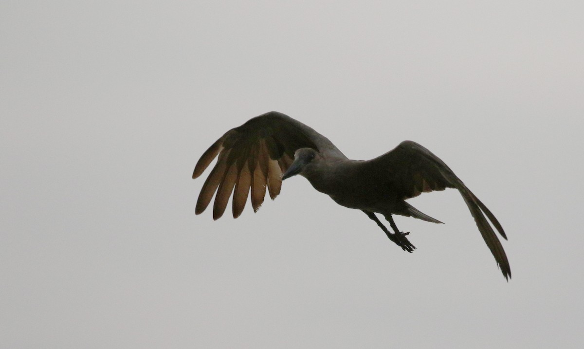 Hamerkop - ML144374741