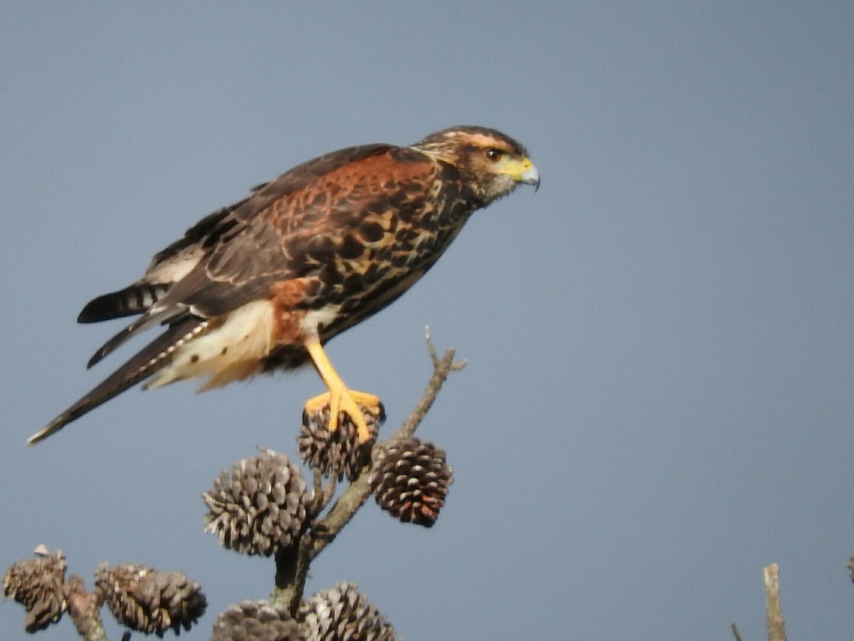 Harris's Hawk - ML144375291