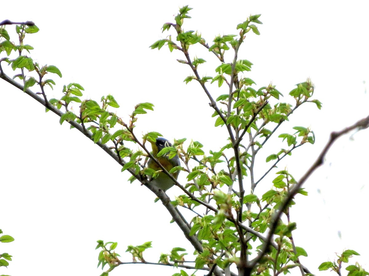 Paruline à collier - ML144375411