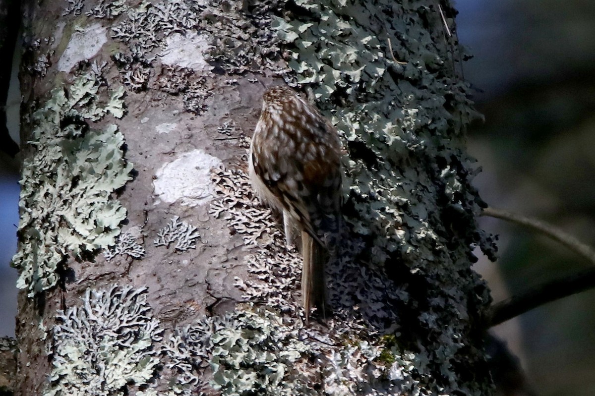 Brown Creeper - ML144375991