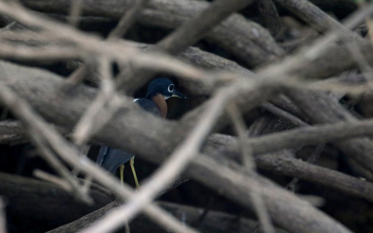 White-backed Night Heron - ML144376451