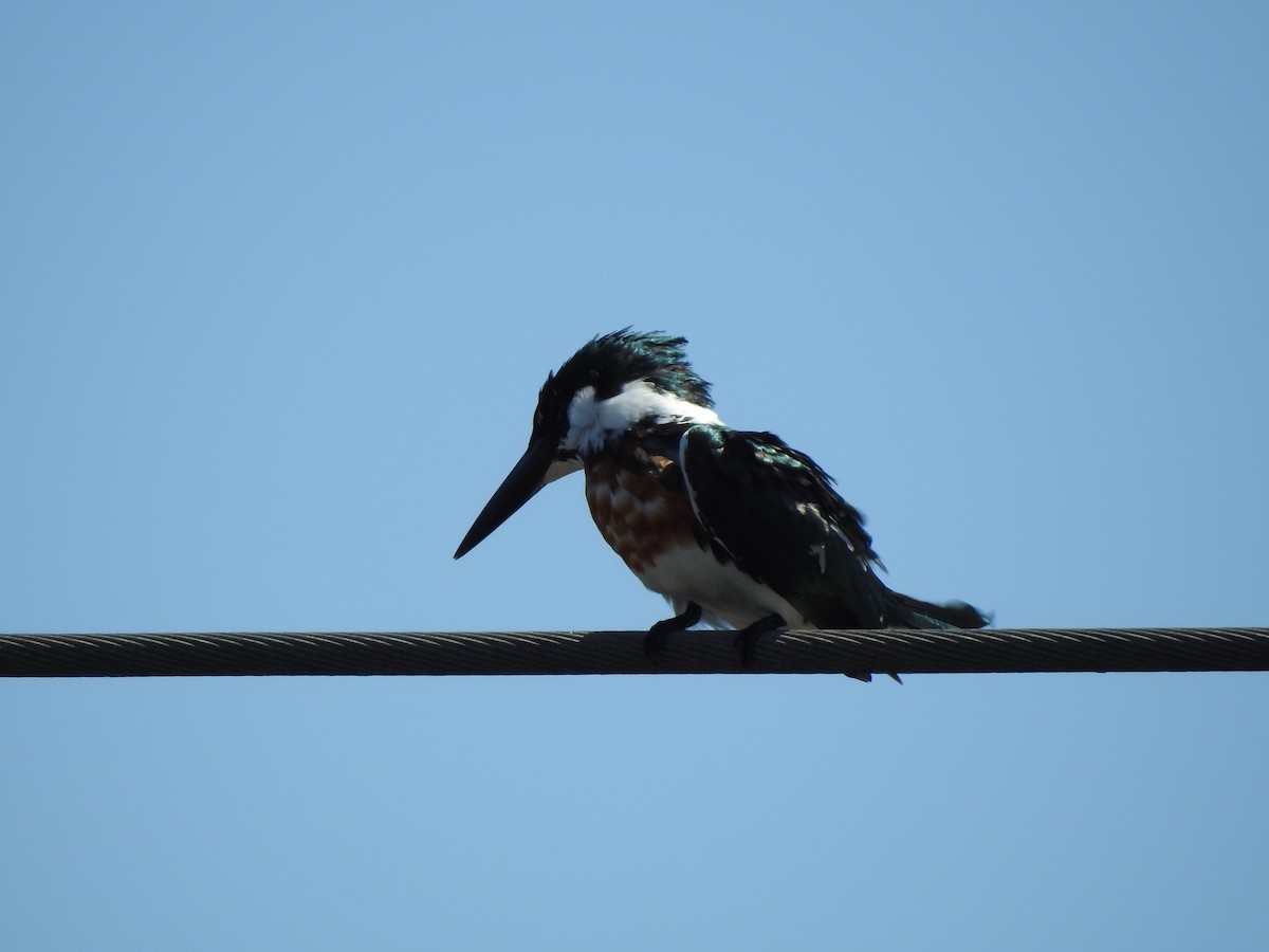 Green Kingfisher - ML144379361