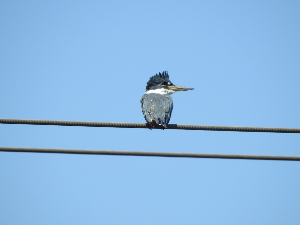 Ringed Kingfisher - ML144379401