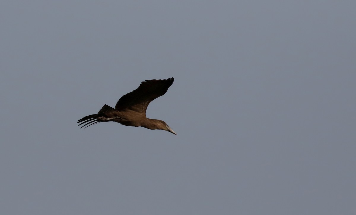 Hamerkop - ML144380621