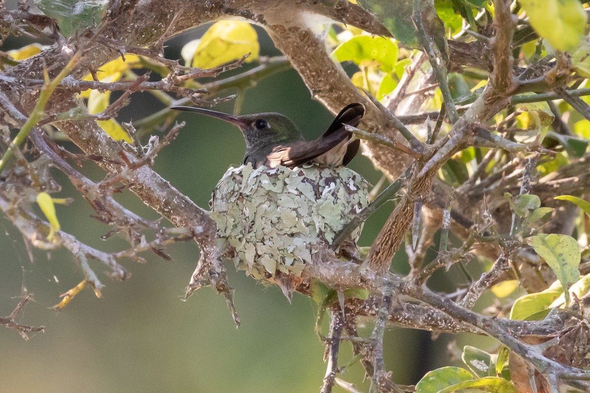 Glittering-throated Emerald - ML144381801