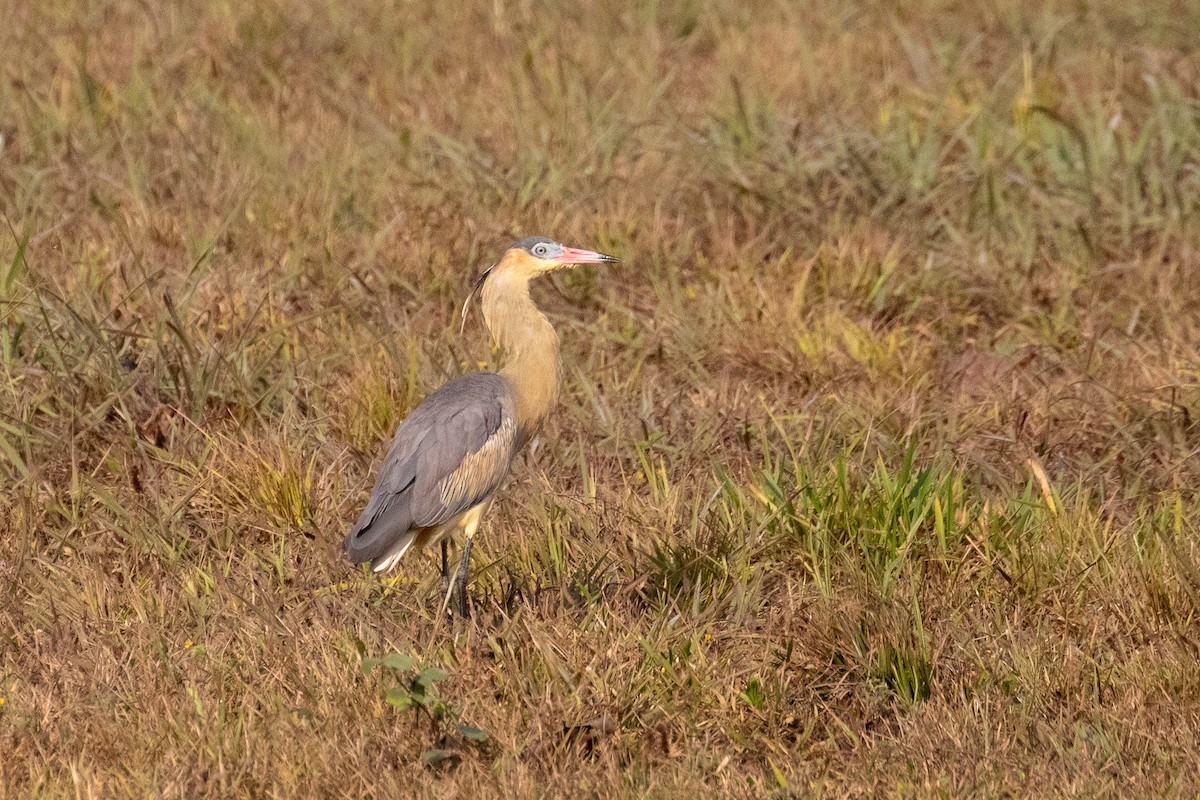 Whistling Heron - Ken Chamberlain