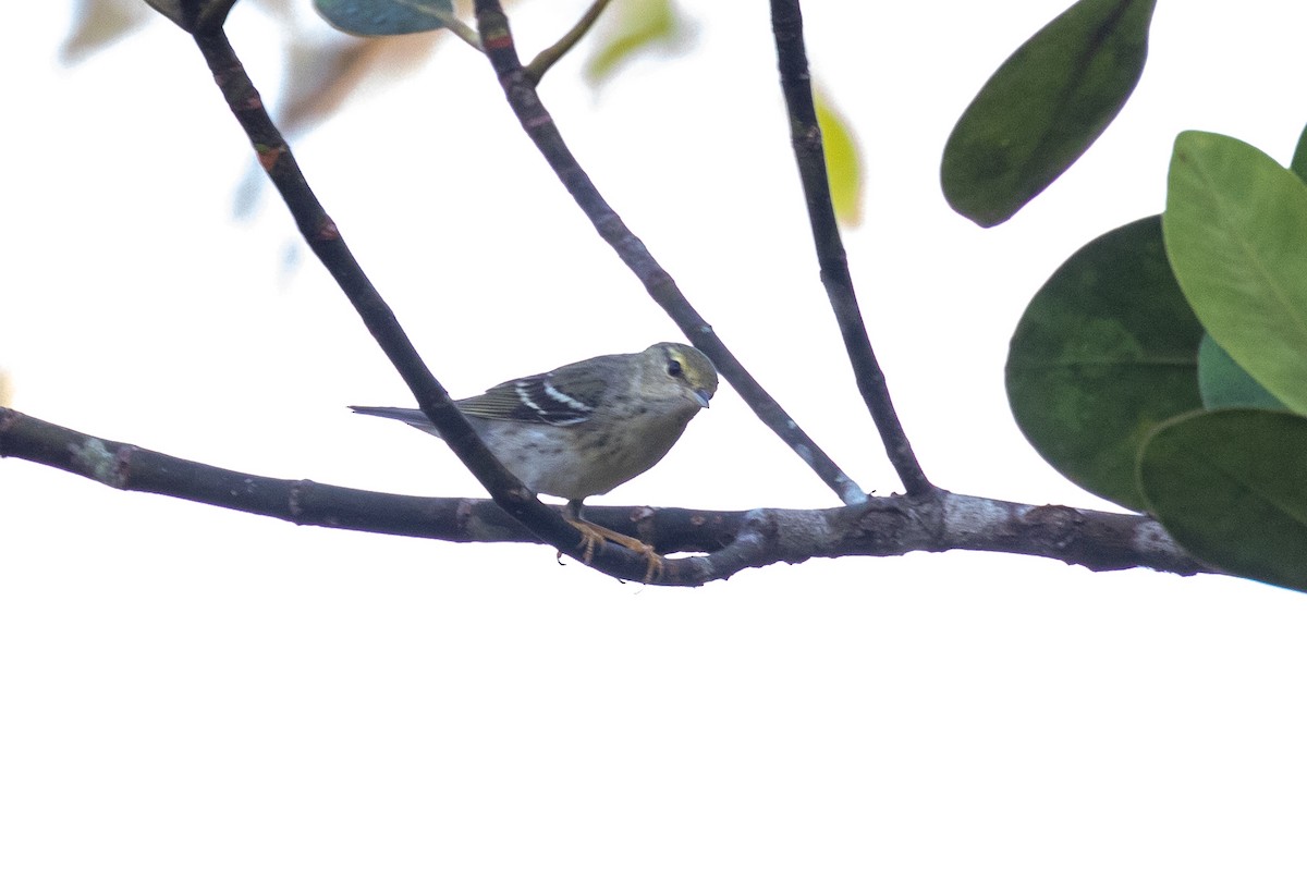 Blackpoll Warbler - ML144382101