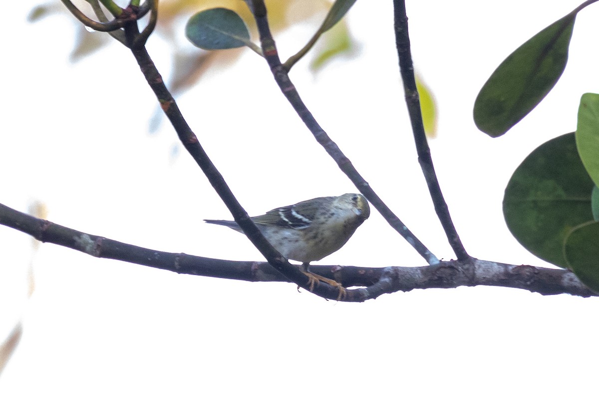 Blackpoll Warbler - ML144382111