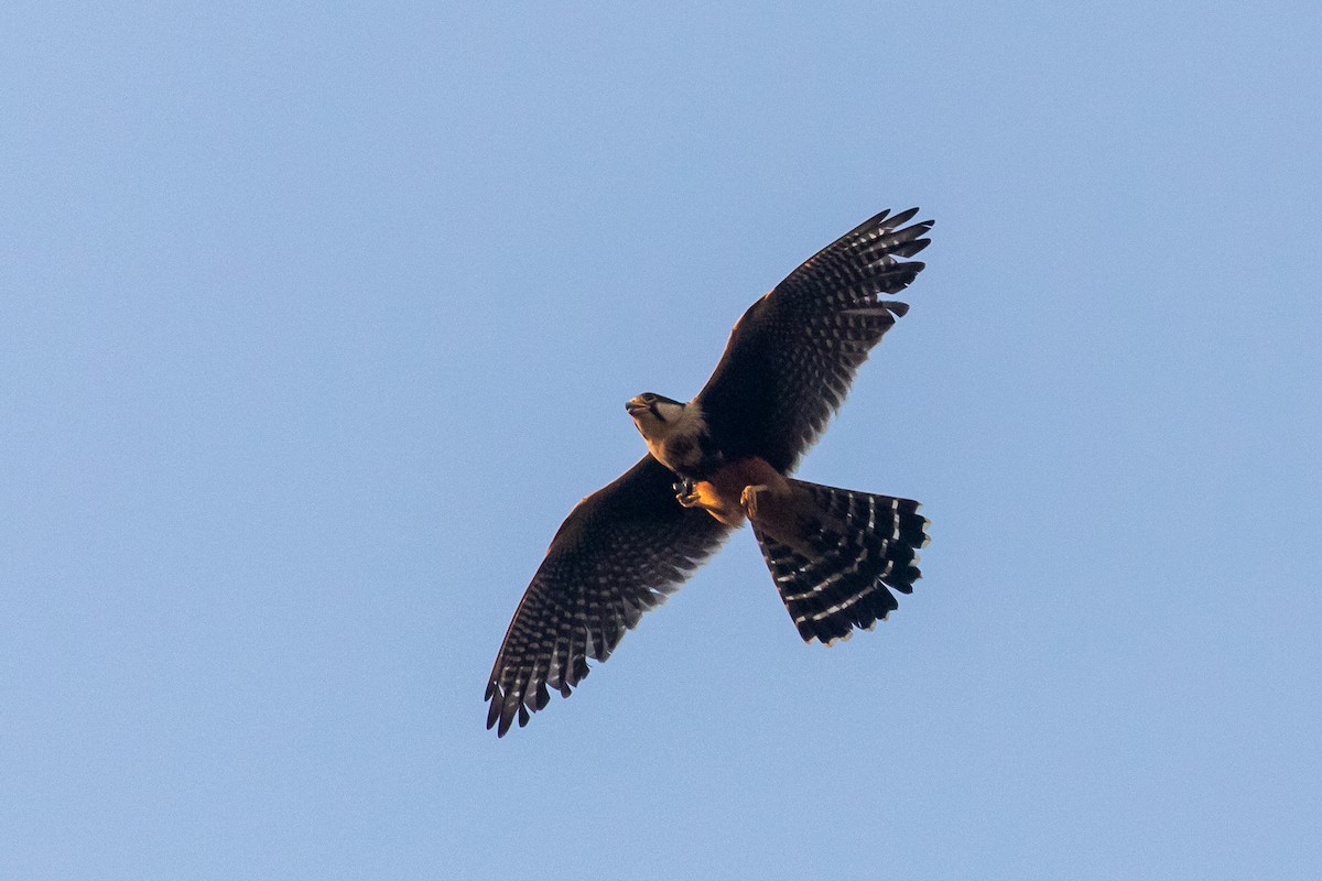 Aplomado Falcon - Ken Chamberlain