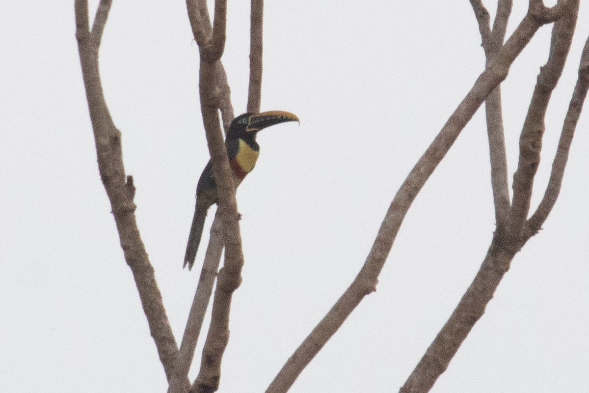 Chestnut-eared Aracari - ML144382291