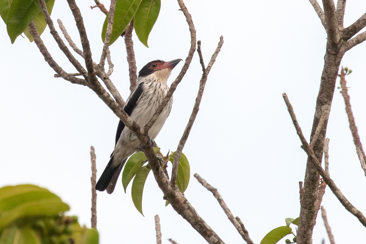 Black-tailed Tityra - ML144382401