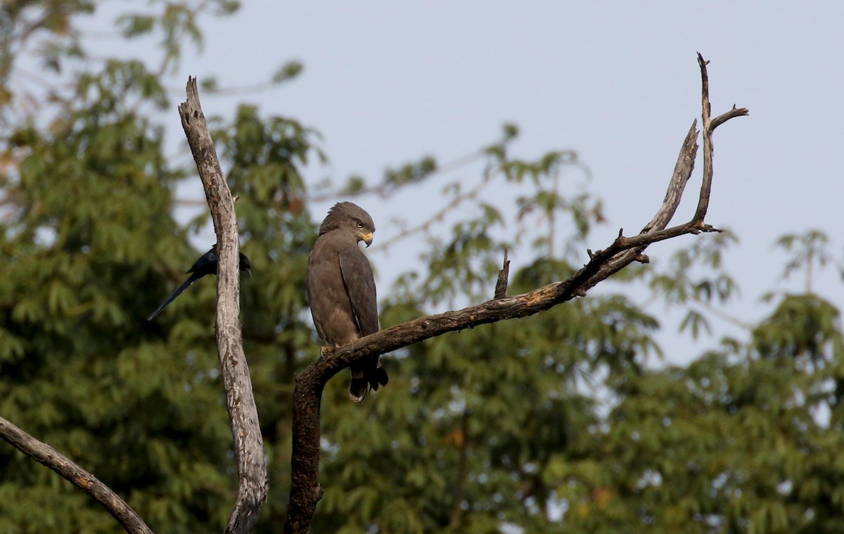 Banded Snake-Eagle - Jay McGowan