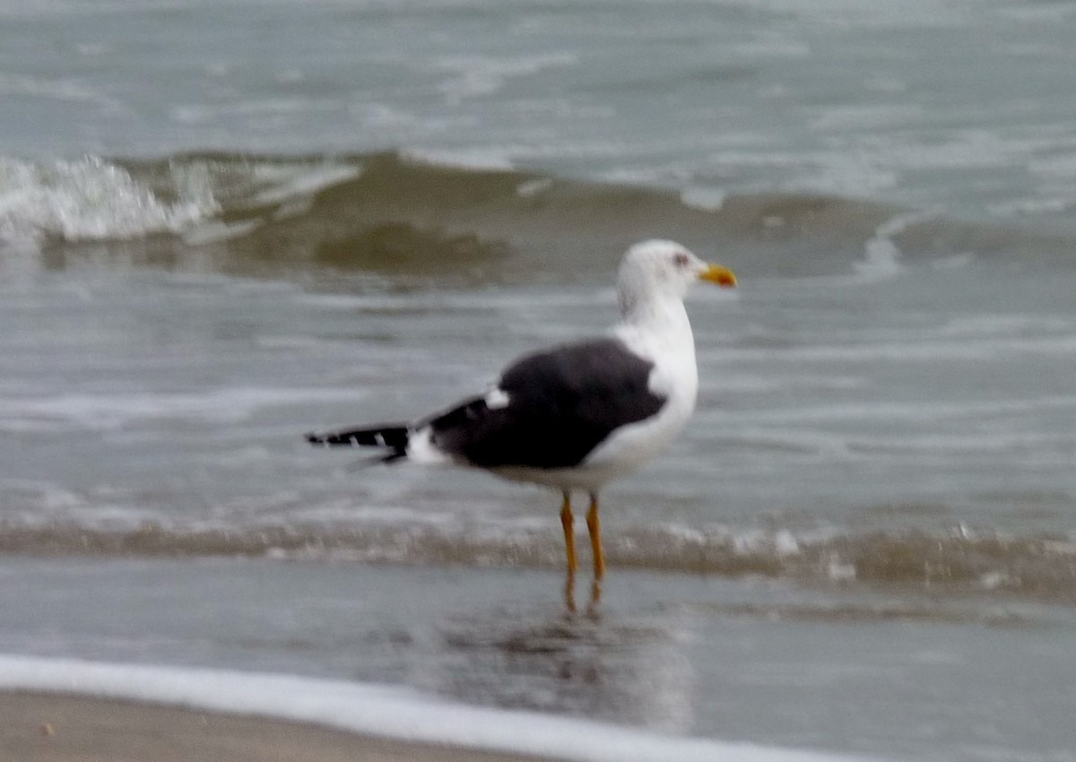 Gaviota Sombría - ML144382921