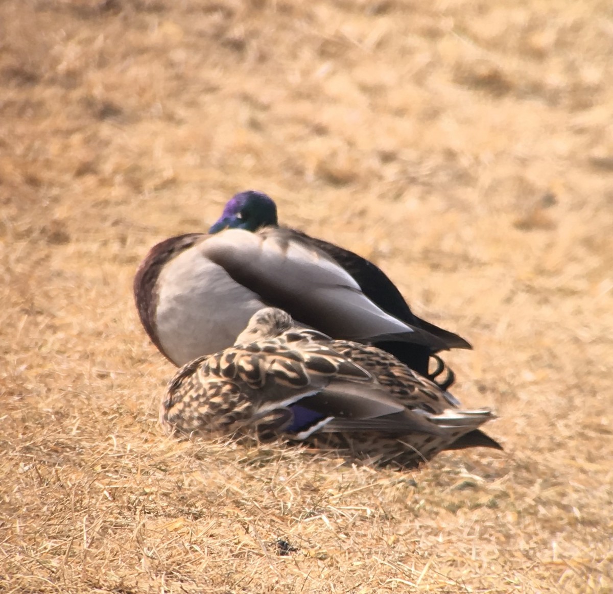 Canard colvert - ML144383041