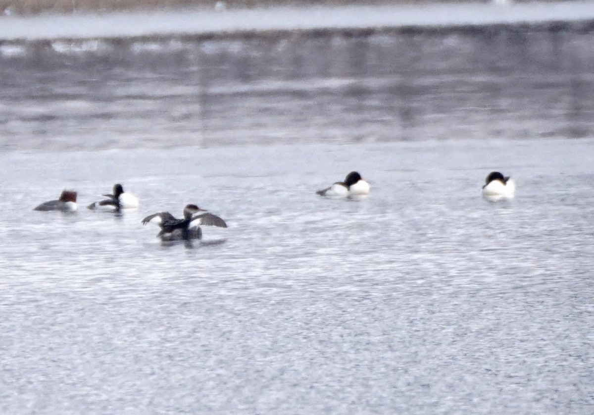 Red-necked Grebe - ML144383111