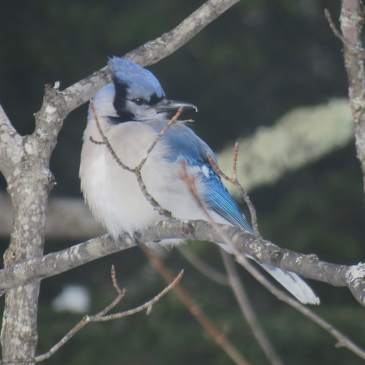 Blue Jay - ML144385111