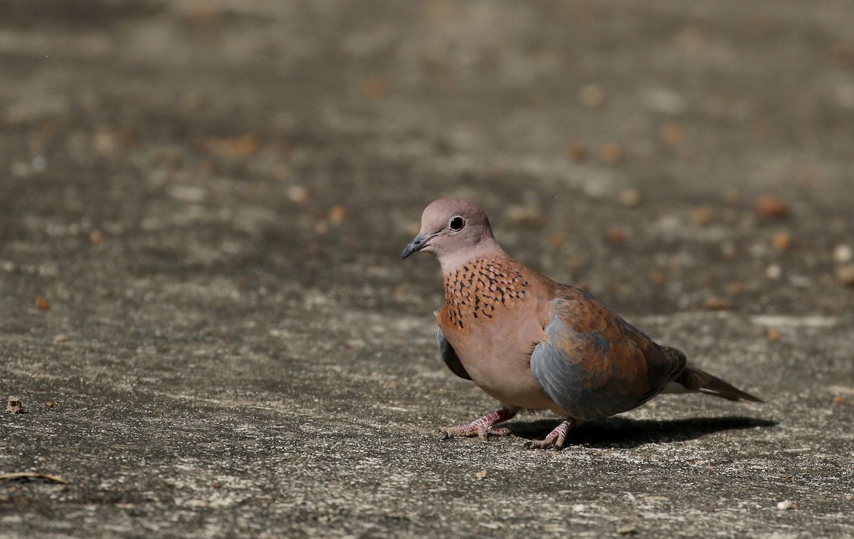 Tórtola Senegalesa - ML144387201