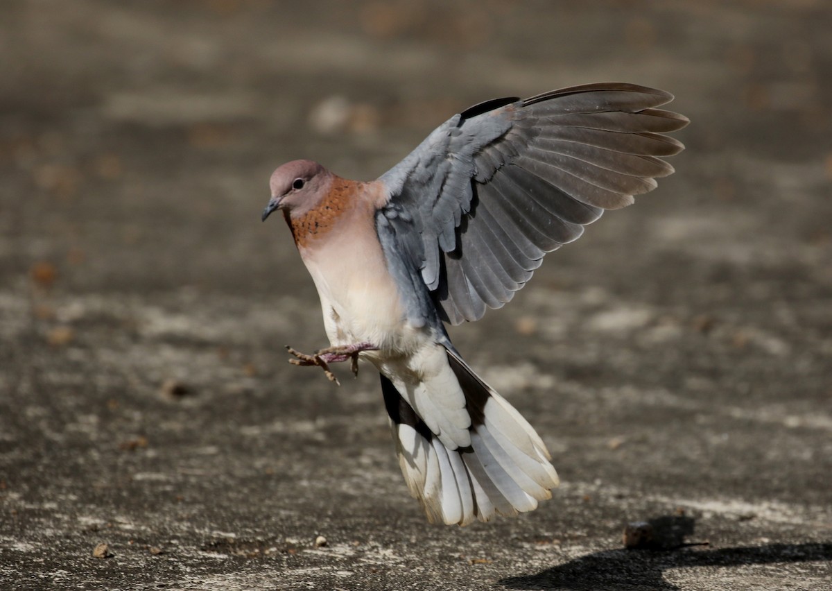 Tórtola Senegalesa - ML144387231