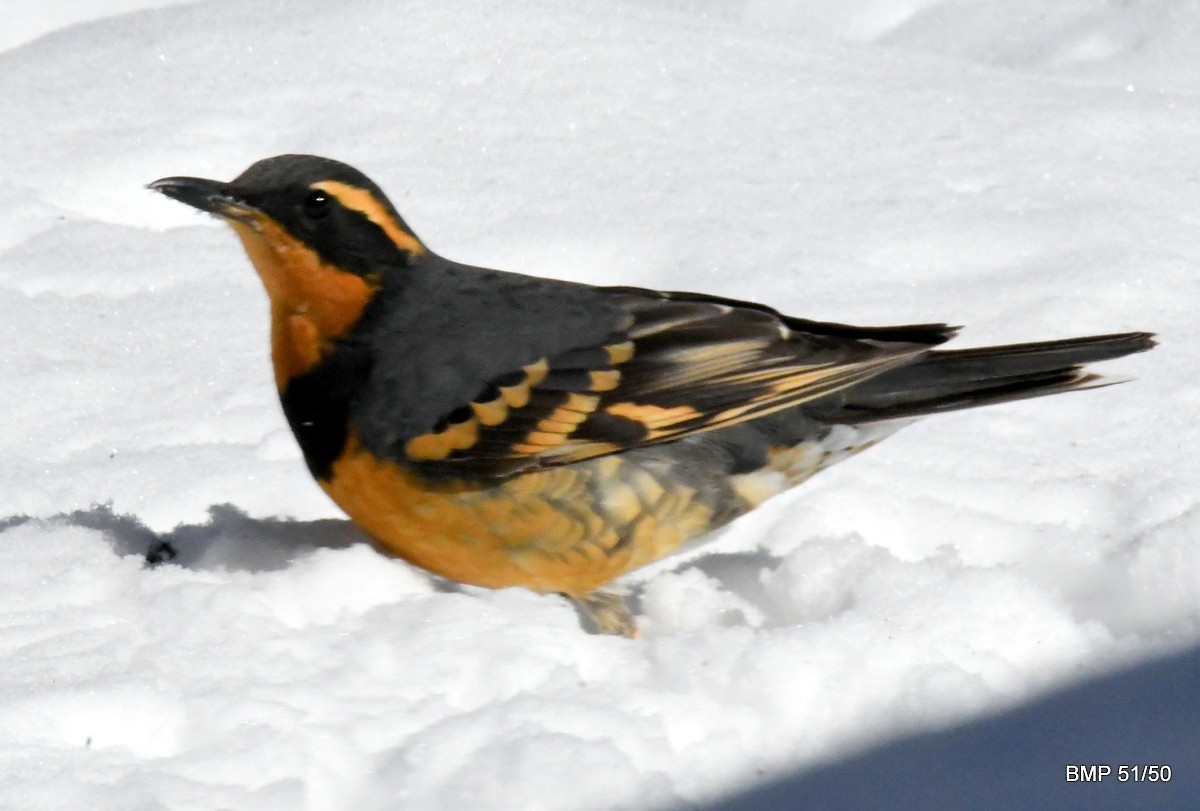 Varied Thrush - ML144387791