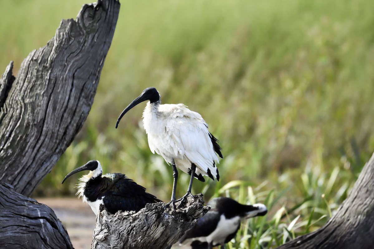 Australian Ibis - Ken Crawley